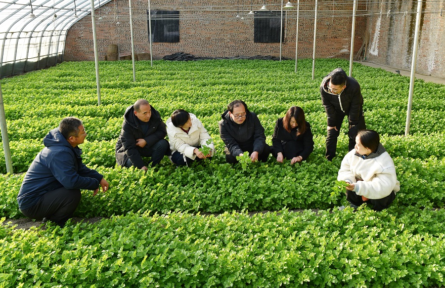 民建唐山市委丰南区总支赴丰南区南孙庄镇薛家堼村调研智慧农业发展情况 (3).jpg