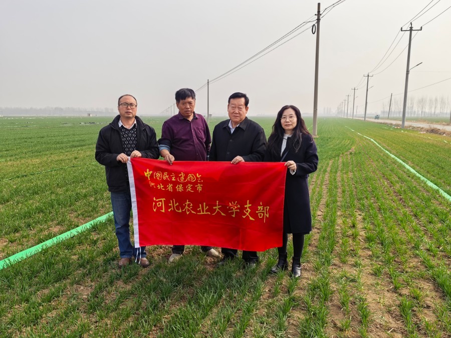 20260318民建保定市委河北农业大学支部赴企东家庭农场开展小麦田间管理指导 (1).jpg